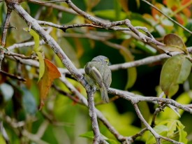 skiferkronevireo - ML644346276