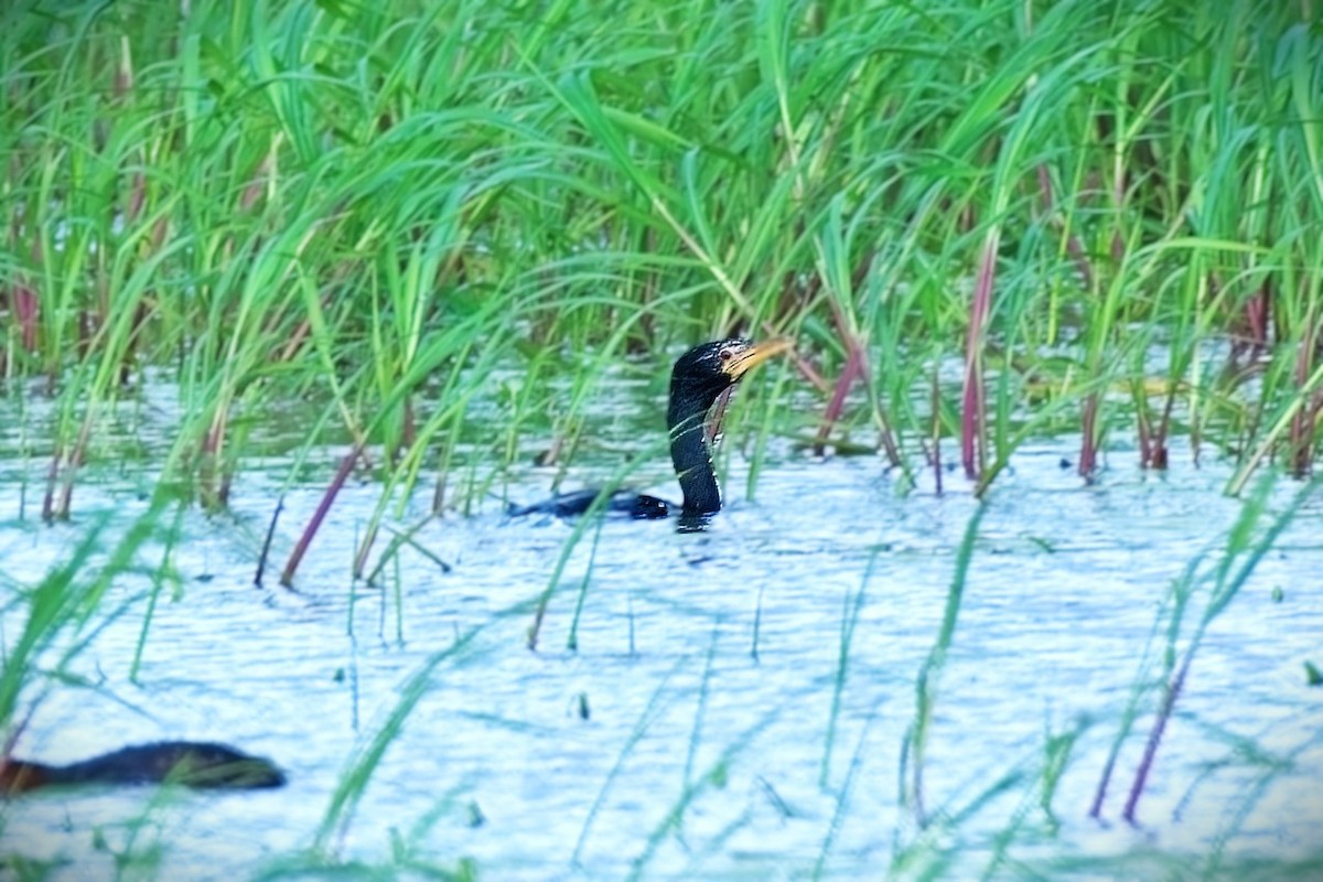 kormorán dlouhoocasý - ML644346279