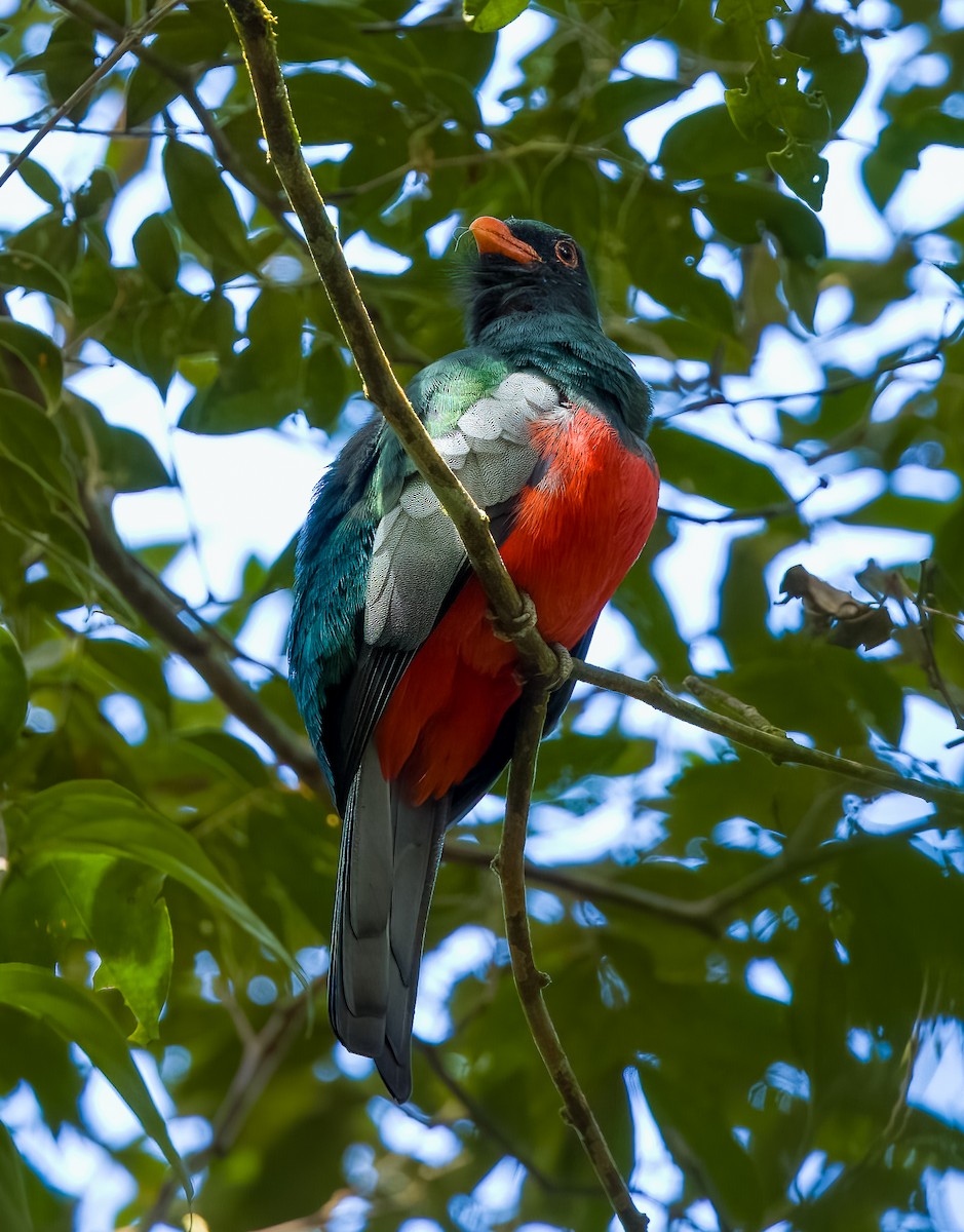 Gri Kuyruklu Trogon - ML644346281