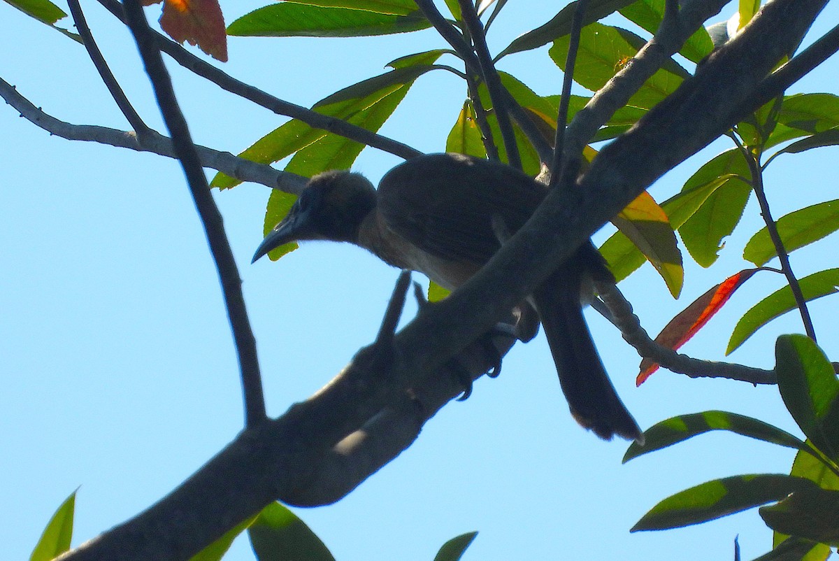 hjelmmunkefugl - ML644346282