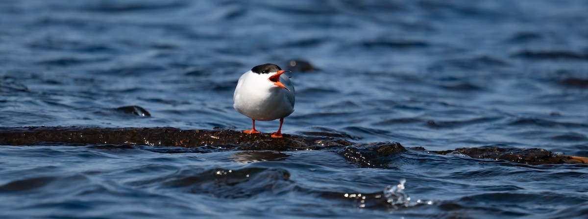 Common Tern - ML644346284