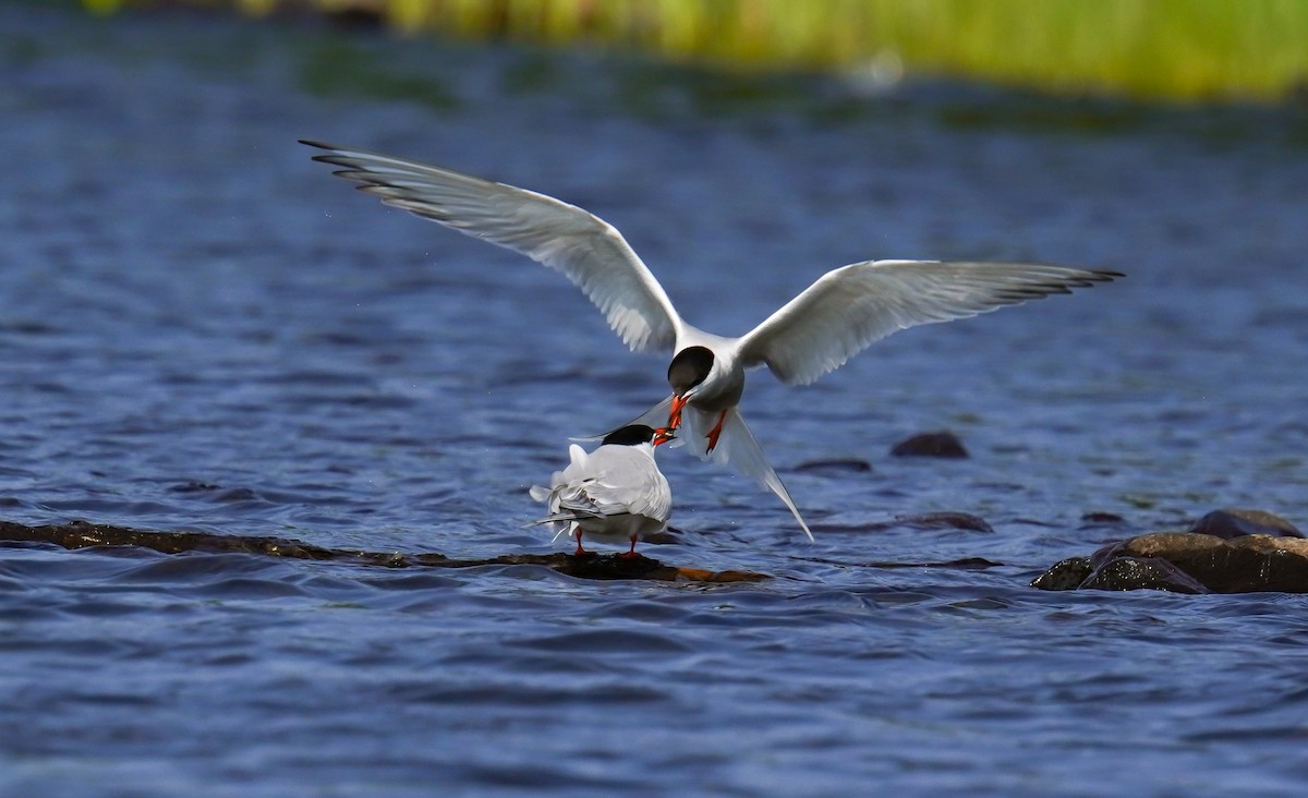 Common Tern - ML644346285