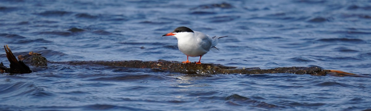 Common Tern - ML644346286