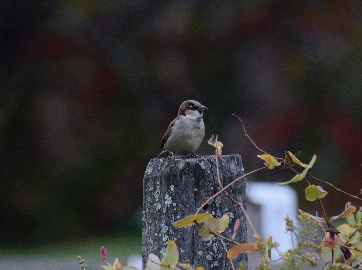 イエスズメ - ML644346287