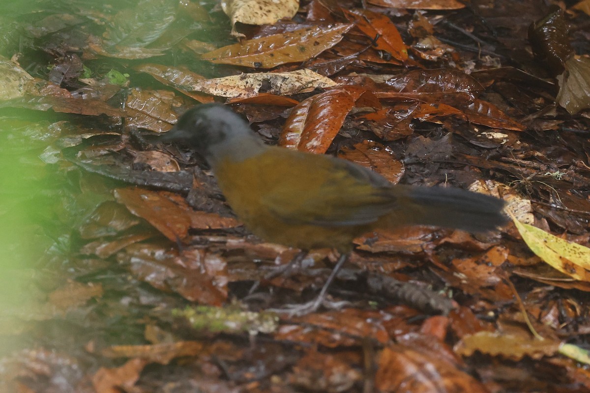Large-footed Finch - ML644346289