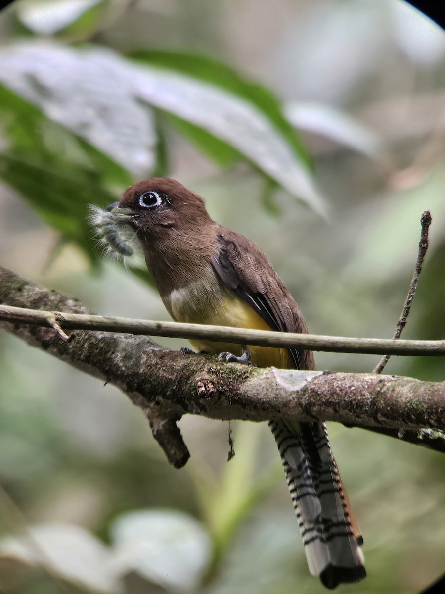 Graceful Black-throated Trogon - ML644346294