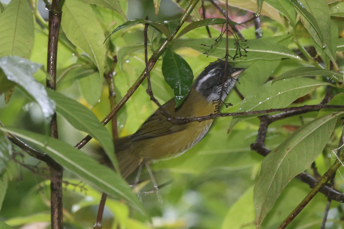 Sooty-capped Chlorospingus - ML644346298