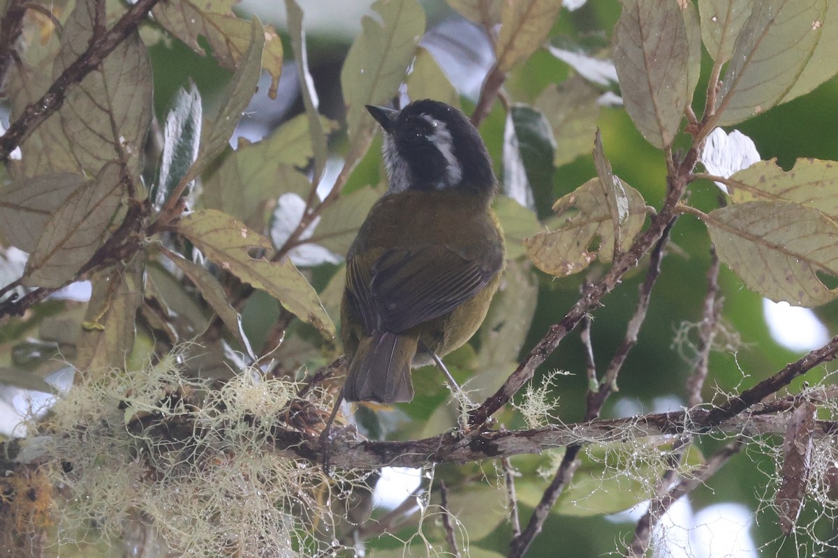 Sooty-capped Chlorospingus - ML644346299