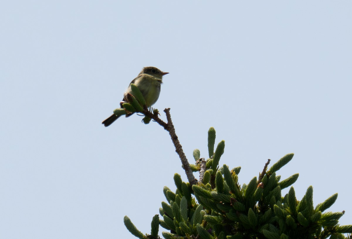 Mosquero Ventriamarillo - ML644346311