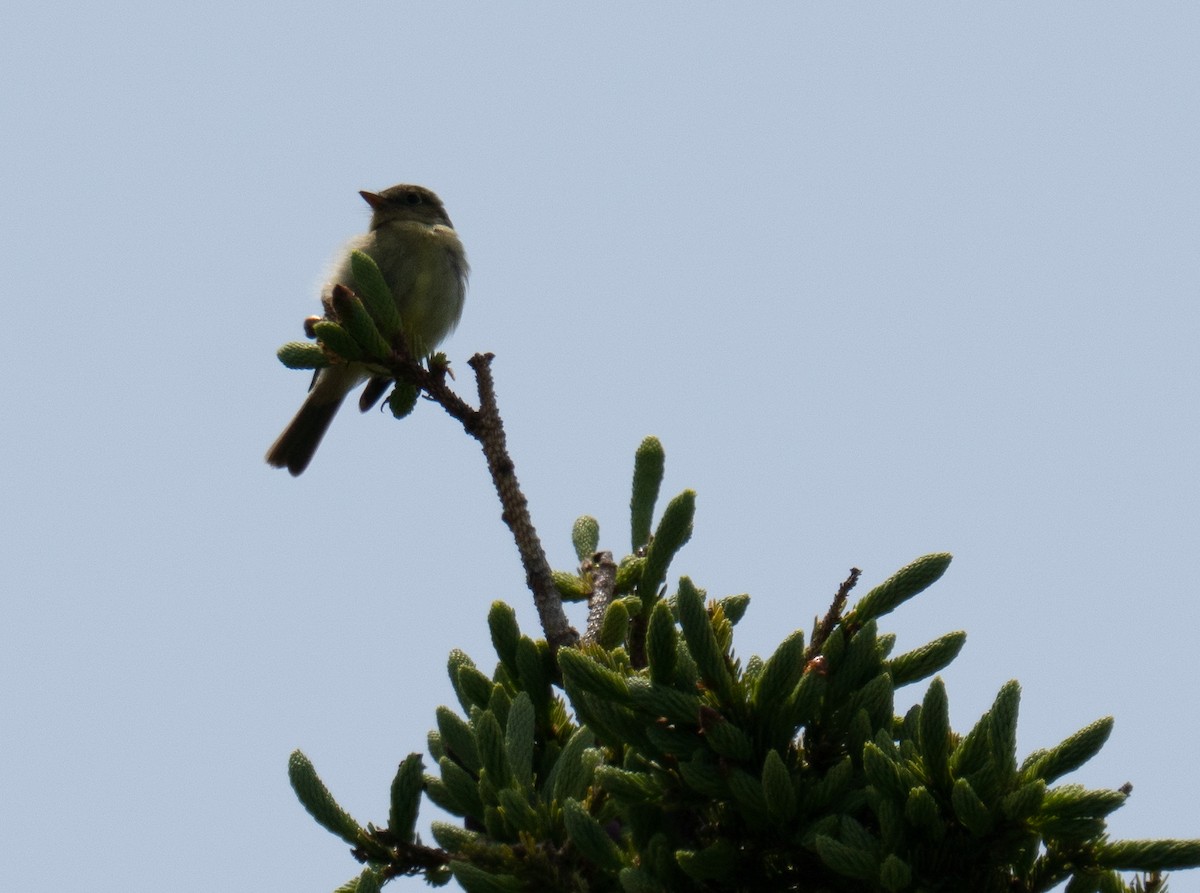 Mosquero Ventriamarillo - ML644346312