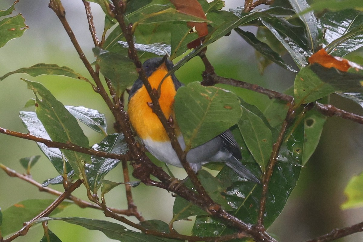 Alev Gerdanlı Ötleğen - ML644346321