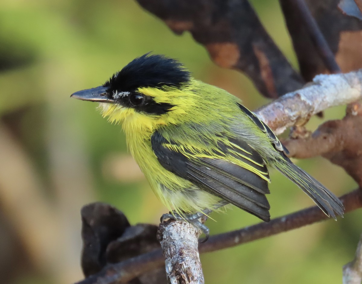 Yellow-browed Tody-Flycatcher - ML644346322