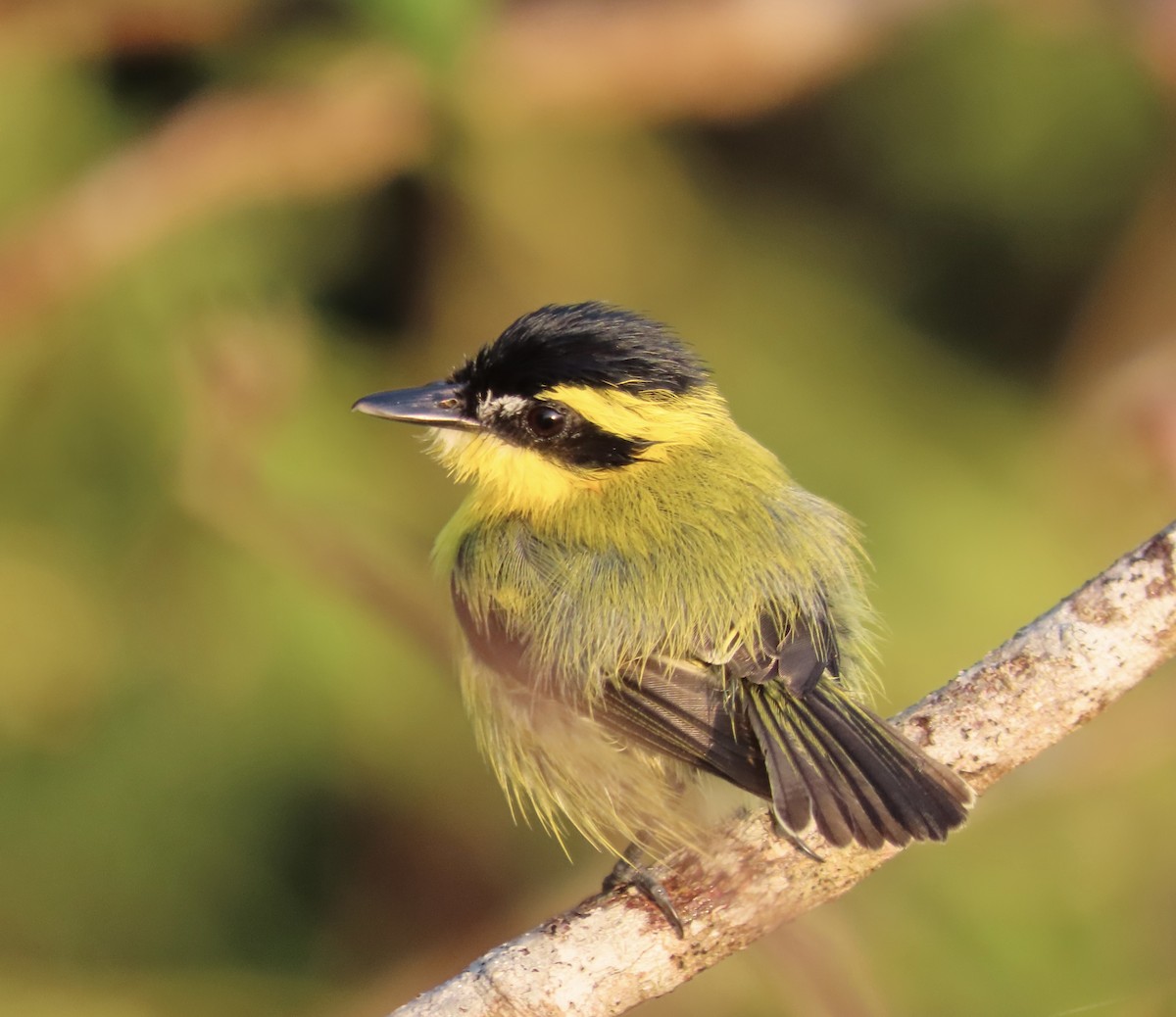 Yellow-browed Tody-Flycatcher - ML644346323