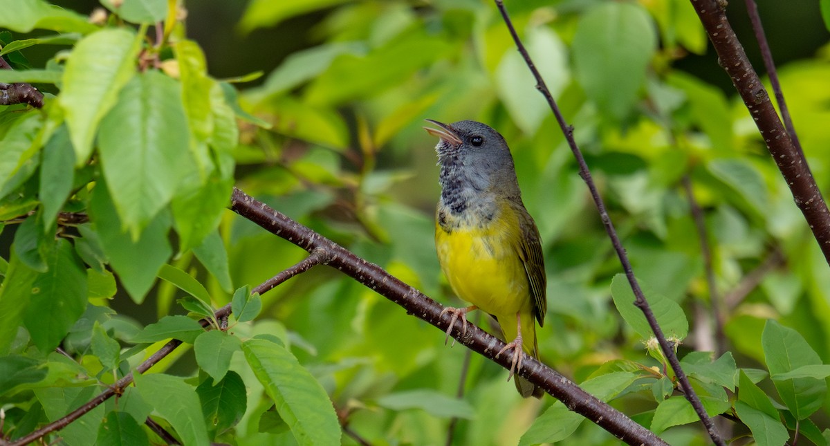 Mourning Warbler - ML644346333