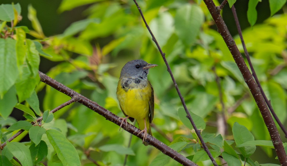 Mourning Warbler - ML644346334