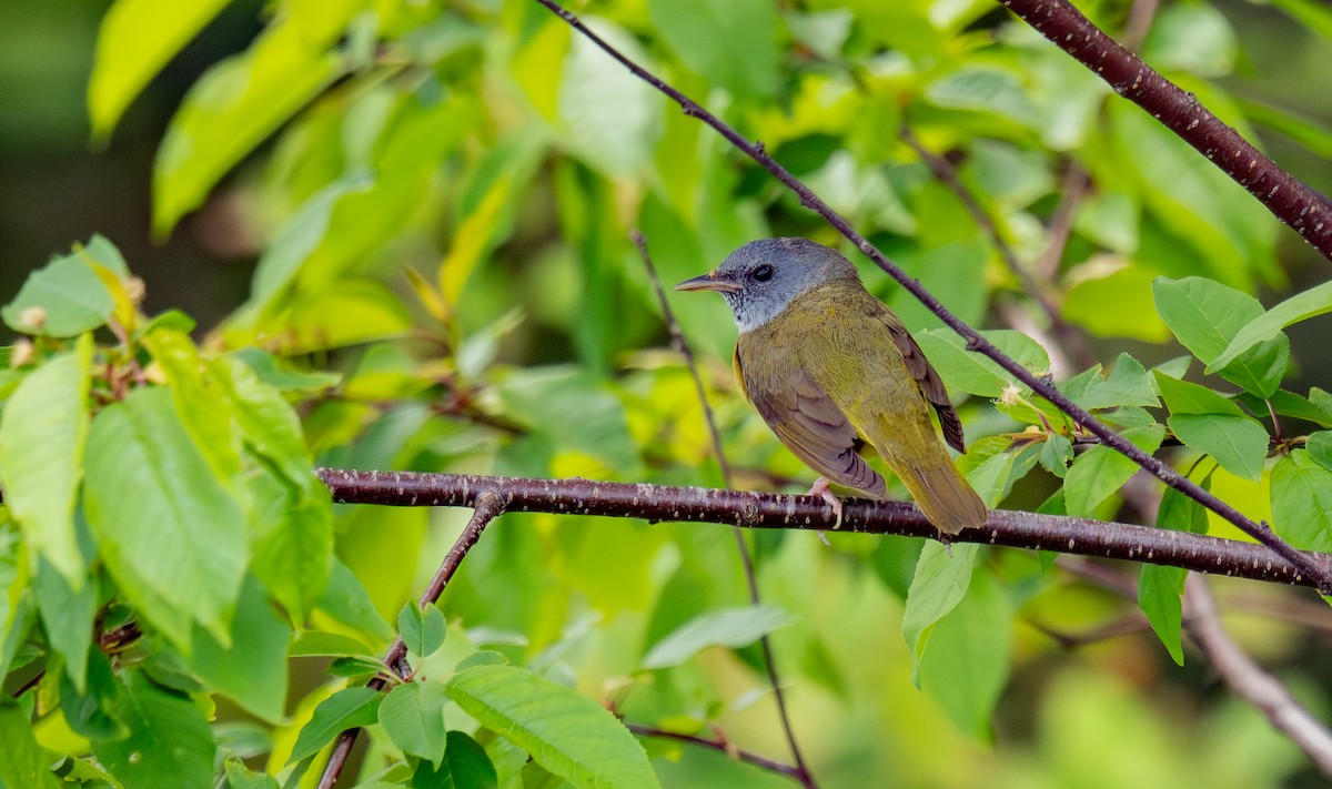 Mourning Warbler - ML644346335