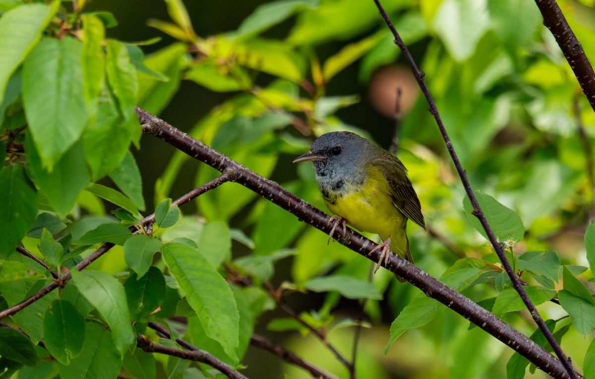 Mourning Warbler - ML644346336
