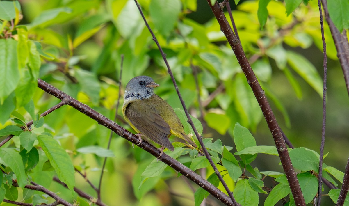 Mourning Warbler - ML644346337