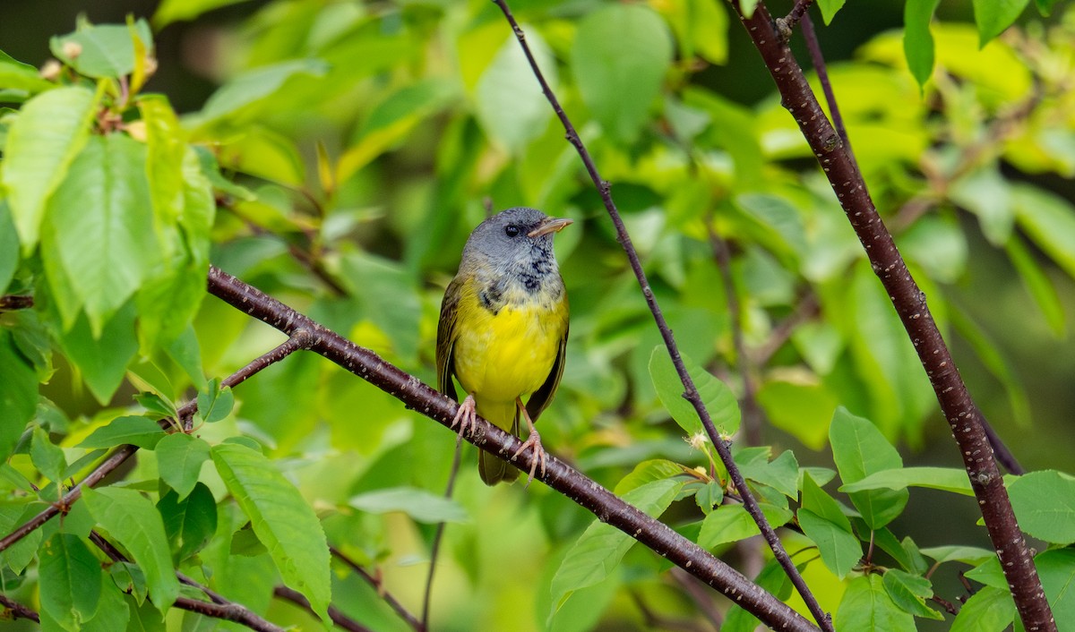 Mourning Warbler - ML644346338