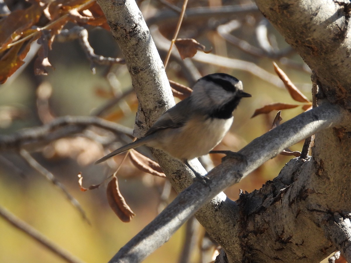 bergmeis - ML644346343