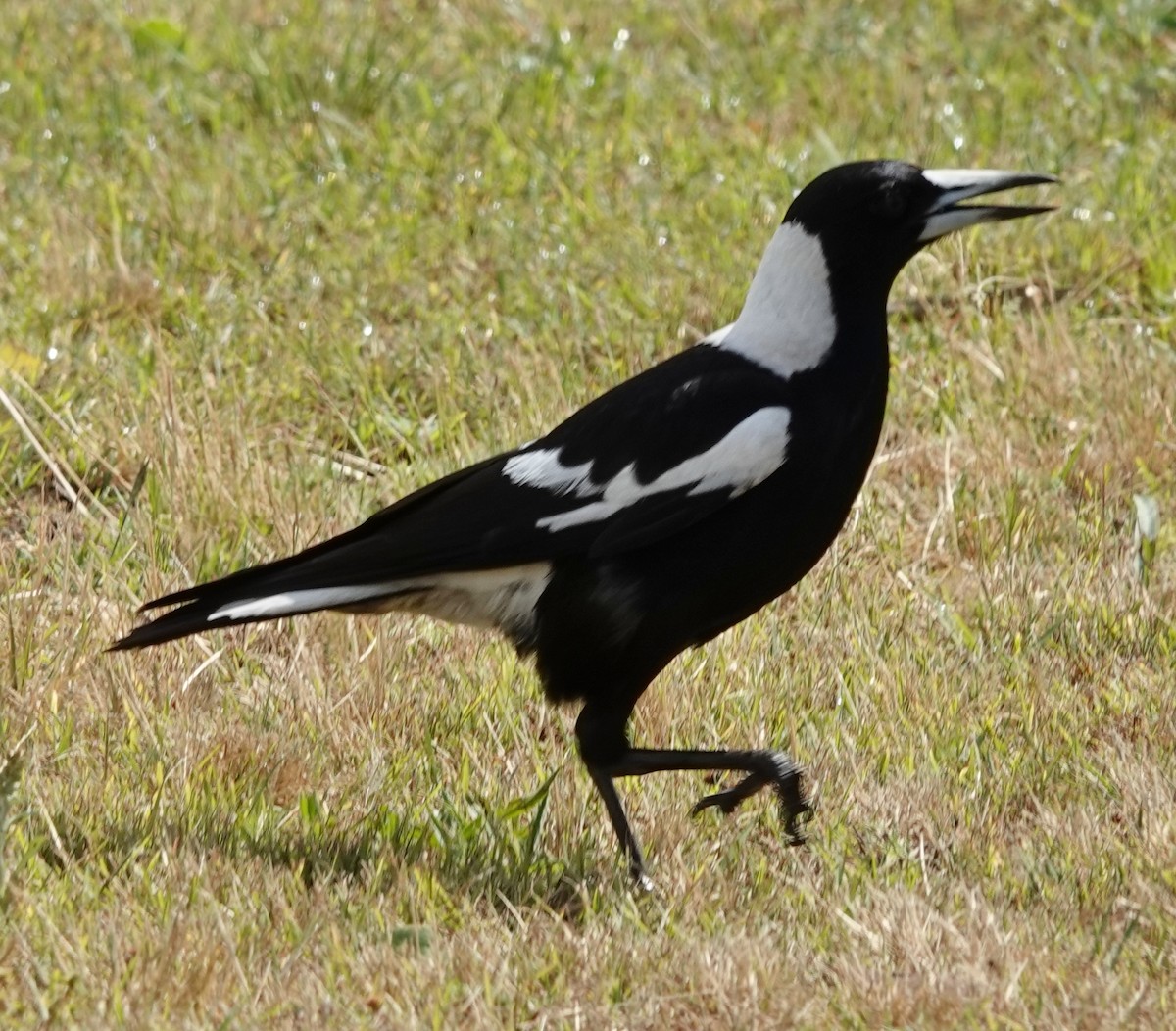 Cassican flûteur (groupe tibicen) - ML644346349