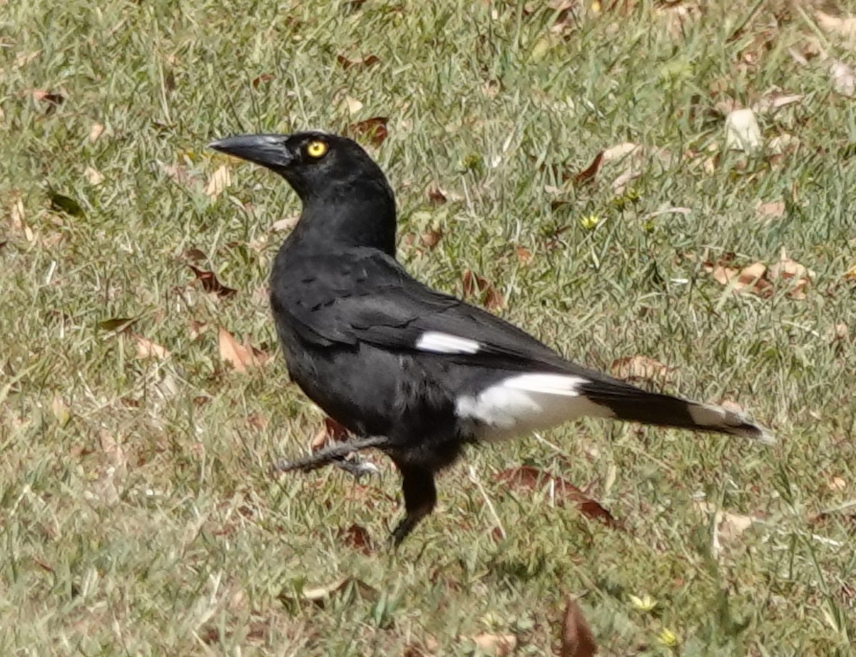 Verdugo Pío - ML644346355