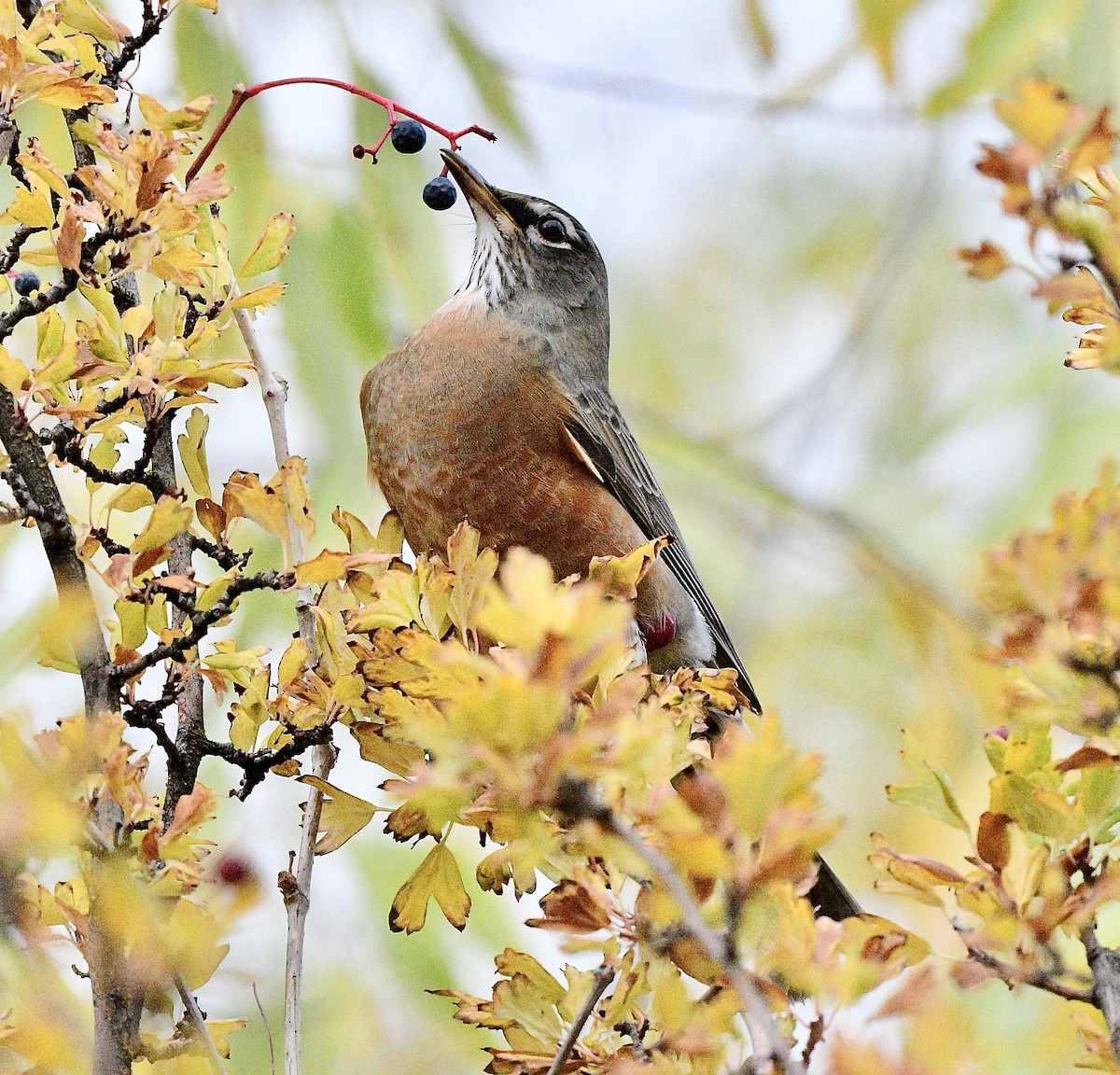 American Robin - ML644346370