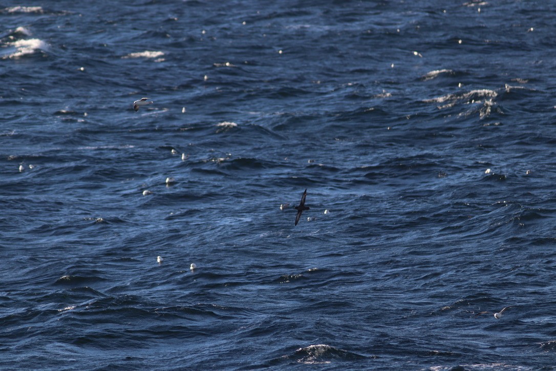 grålire - ML644346383