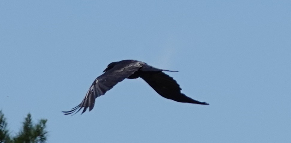 Cuervo Australiano - ML644346387