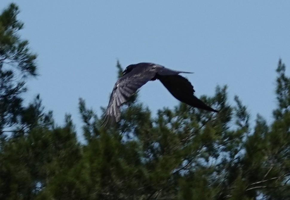 Cuervo Australiano - ML644346388