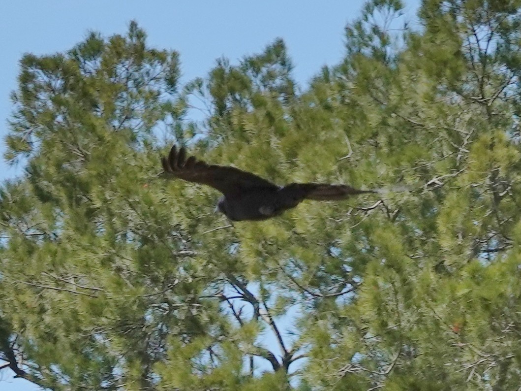 Cuervo Australiano - ML644346389