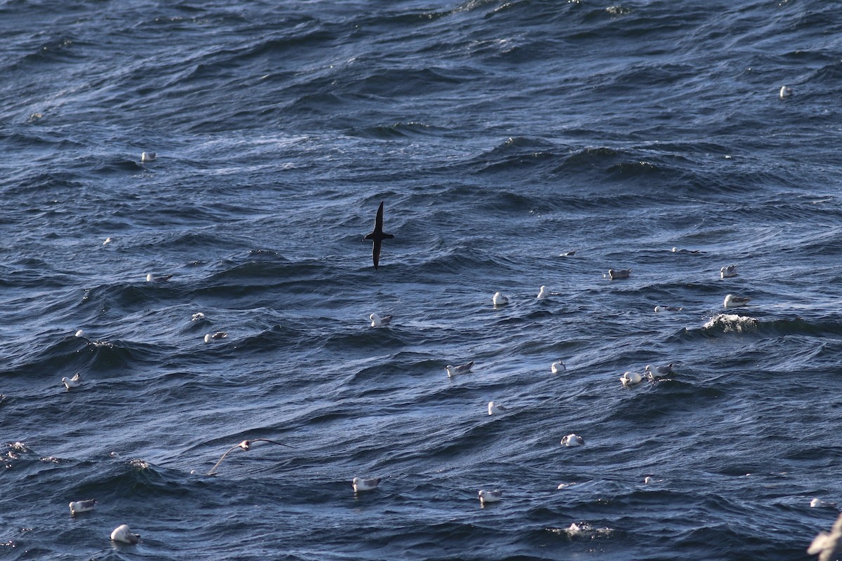 grålire - ML644346396