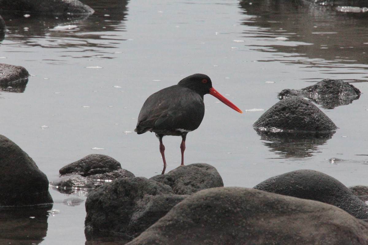 Variable Oystercatcher - ML644346400