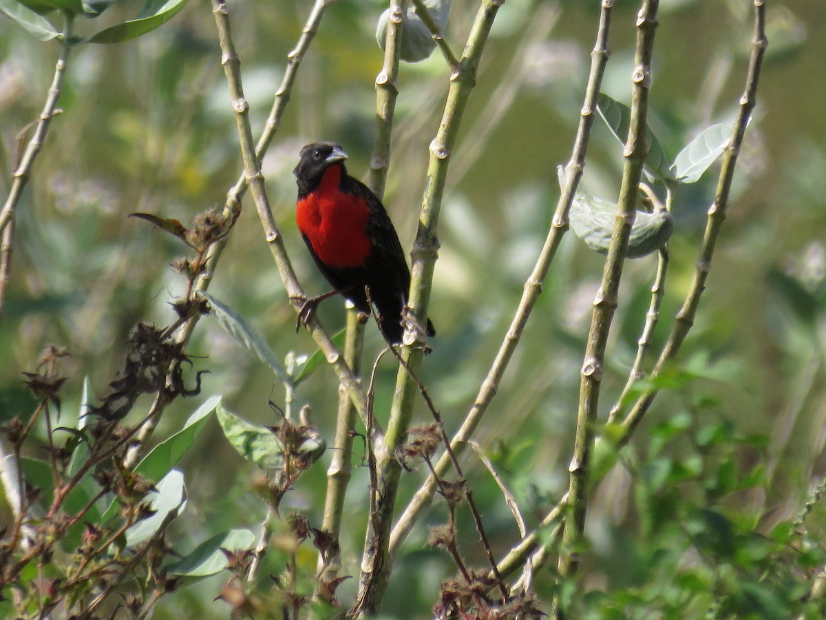 Red-breasted Meadowlark - ML644346404
