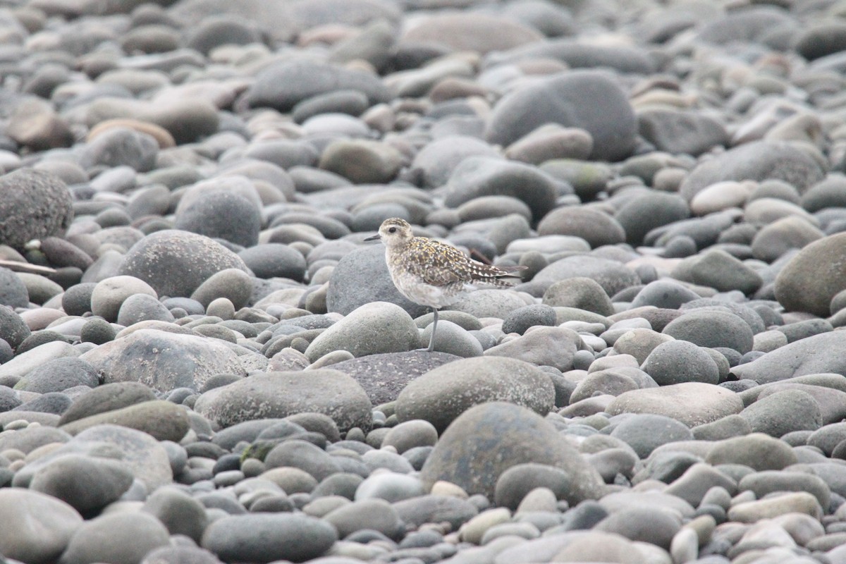 Pacific Golden-Plover - ML644346413