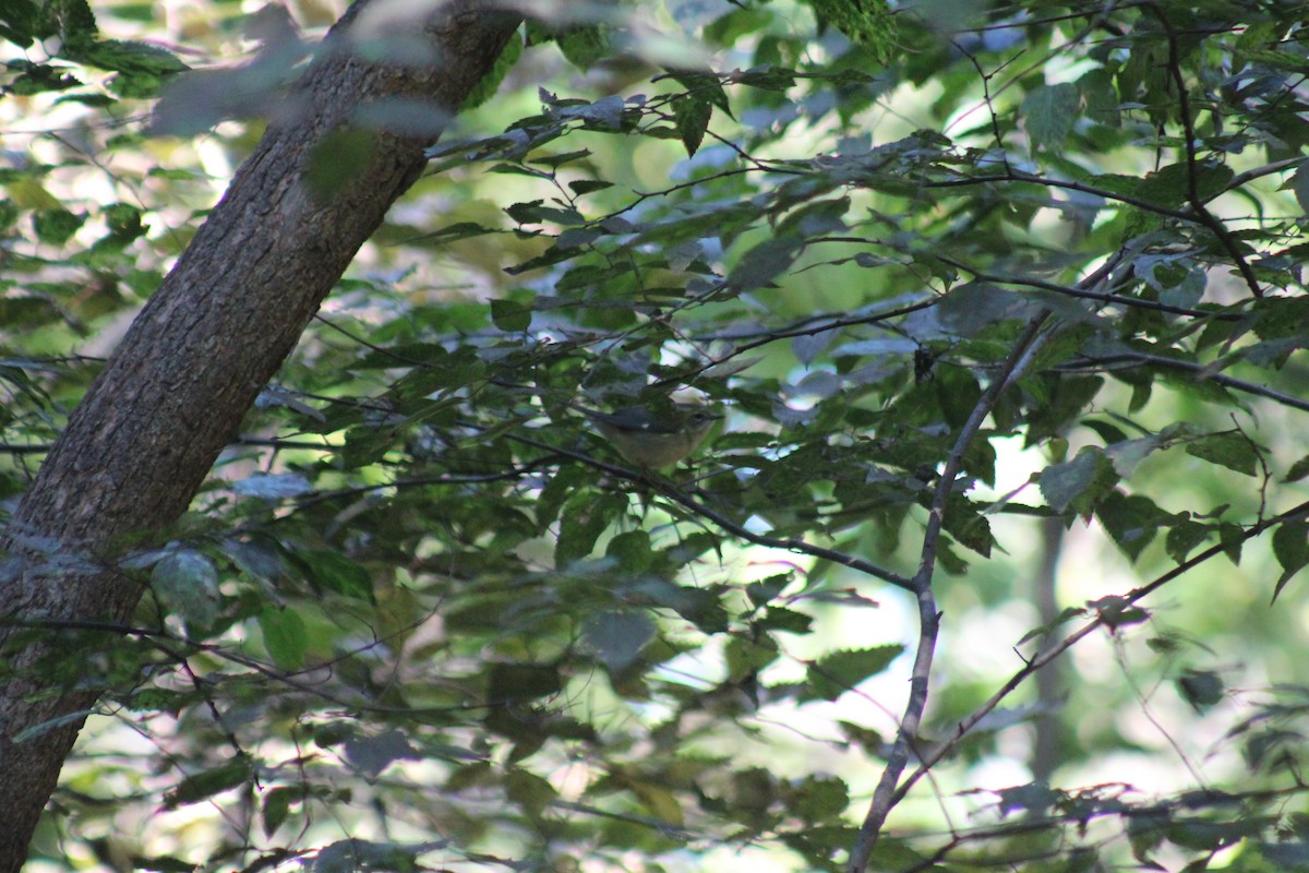 Black-throated Blue Warbler - ML644346422