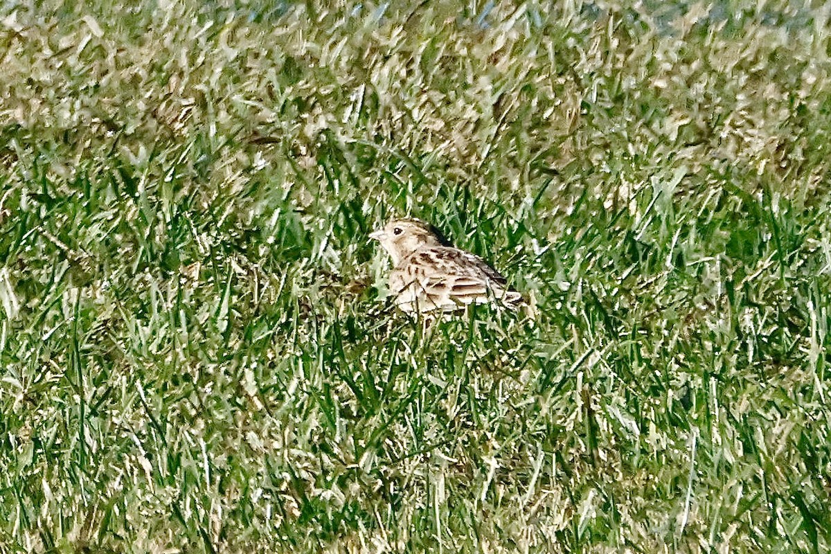 Подорожник чорногрудий - ML644346430