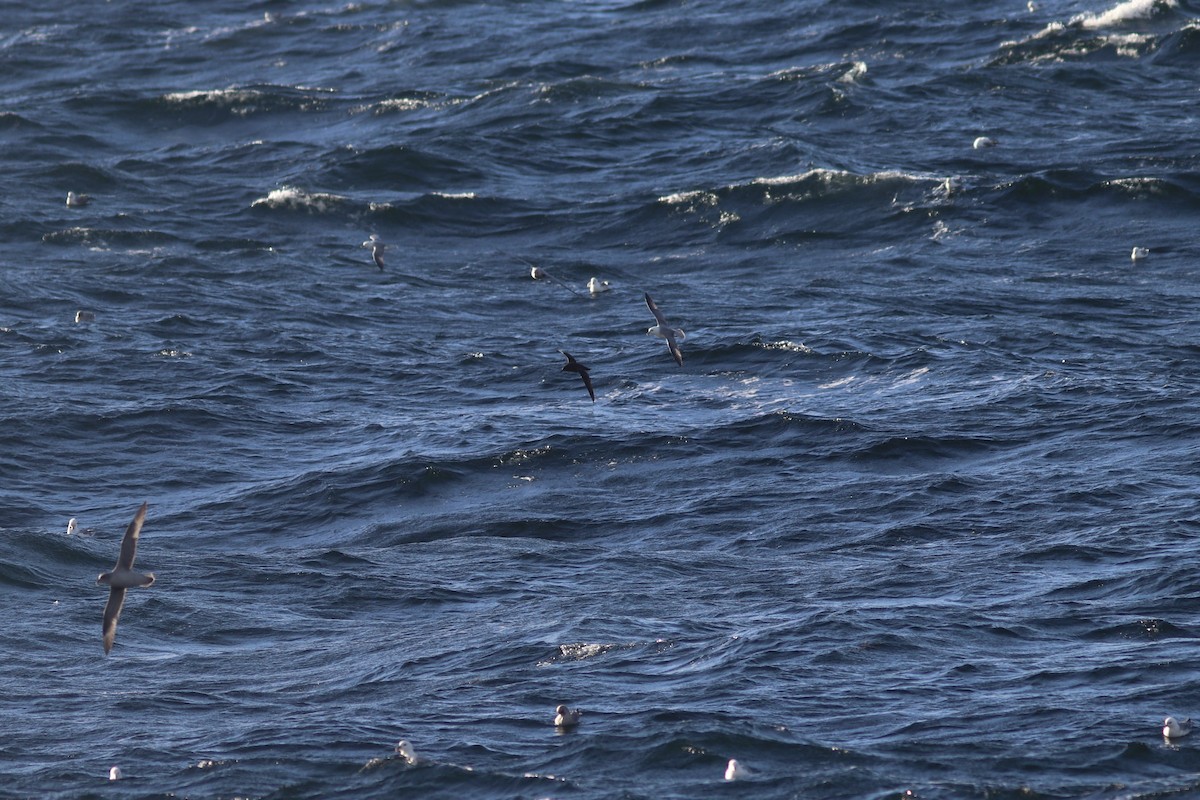 grålire - ML644346440