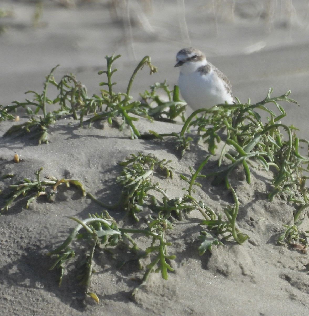 Snowy Plover - ML644346455