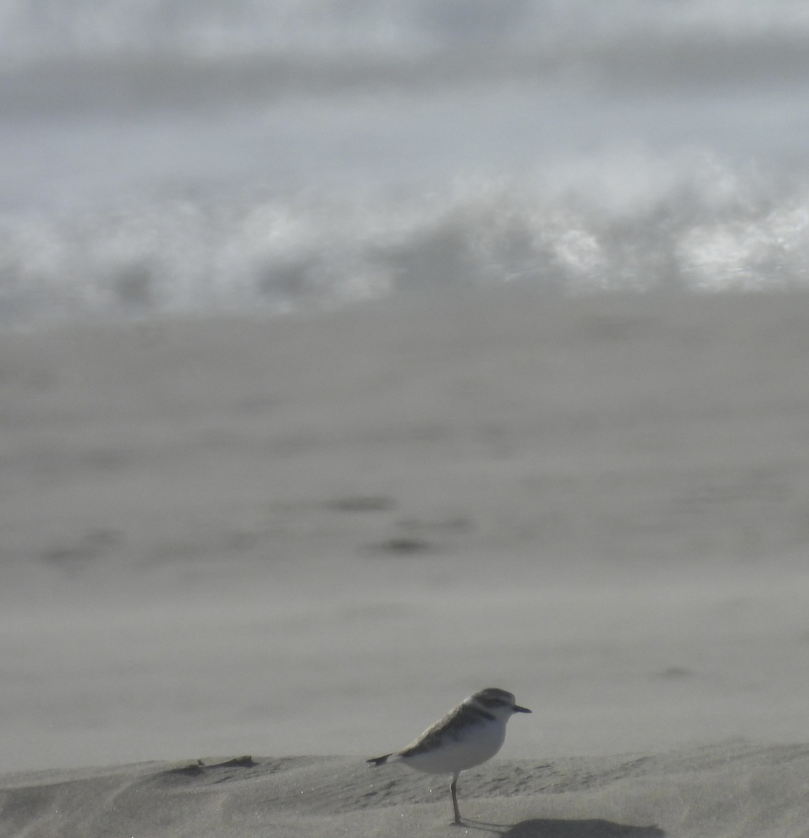 Snowy Plover - ML644346456