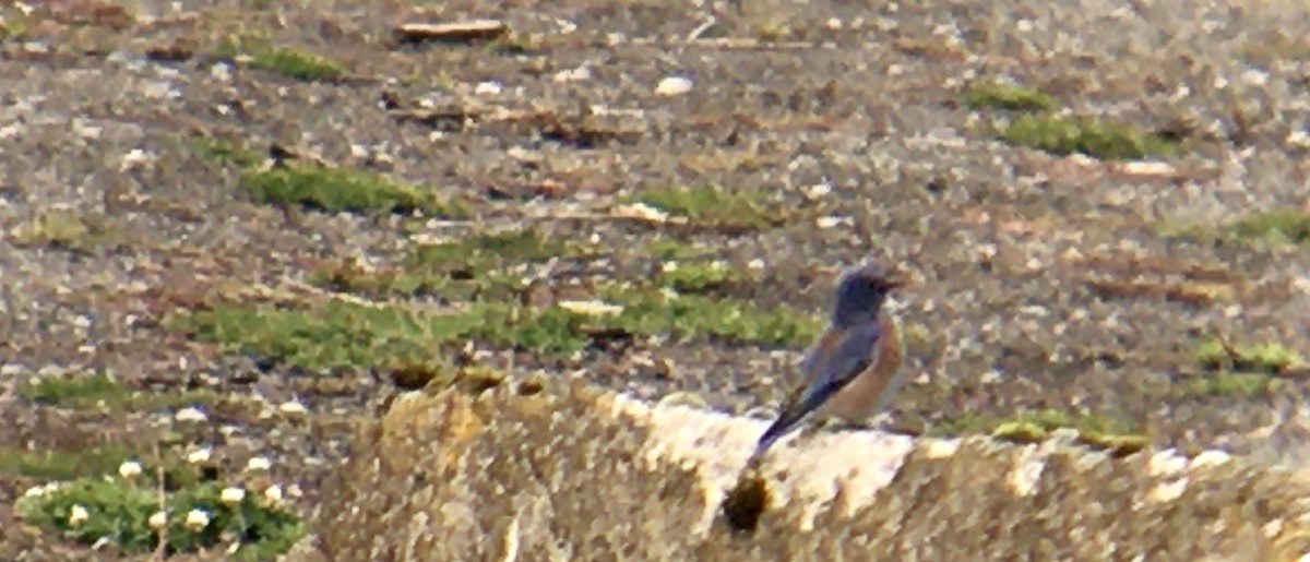 Western Bluebird - ML644346476