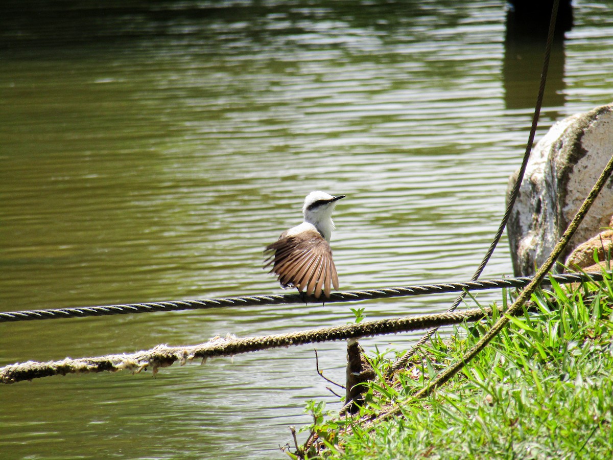 Masked Water-Tyrant - ML644346498