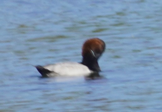 Canvasback - ML644346521