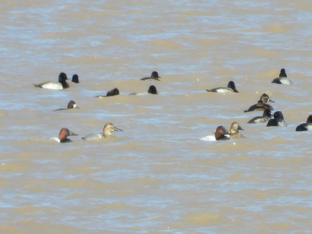 Canvasback - ML644346529