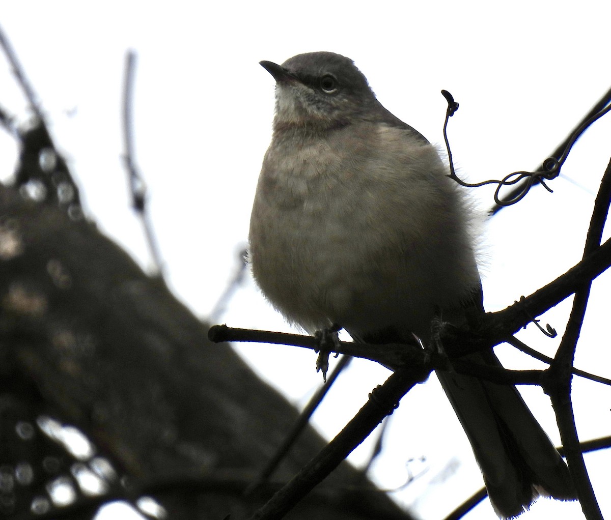 Sinsonte Norteño - ML644346531