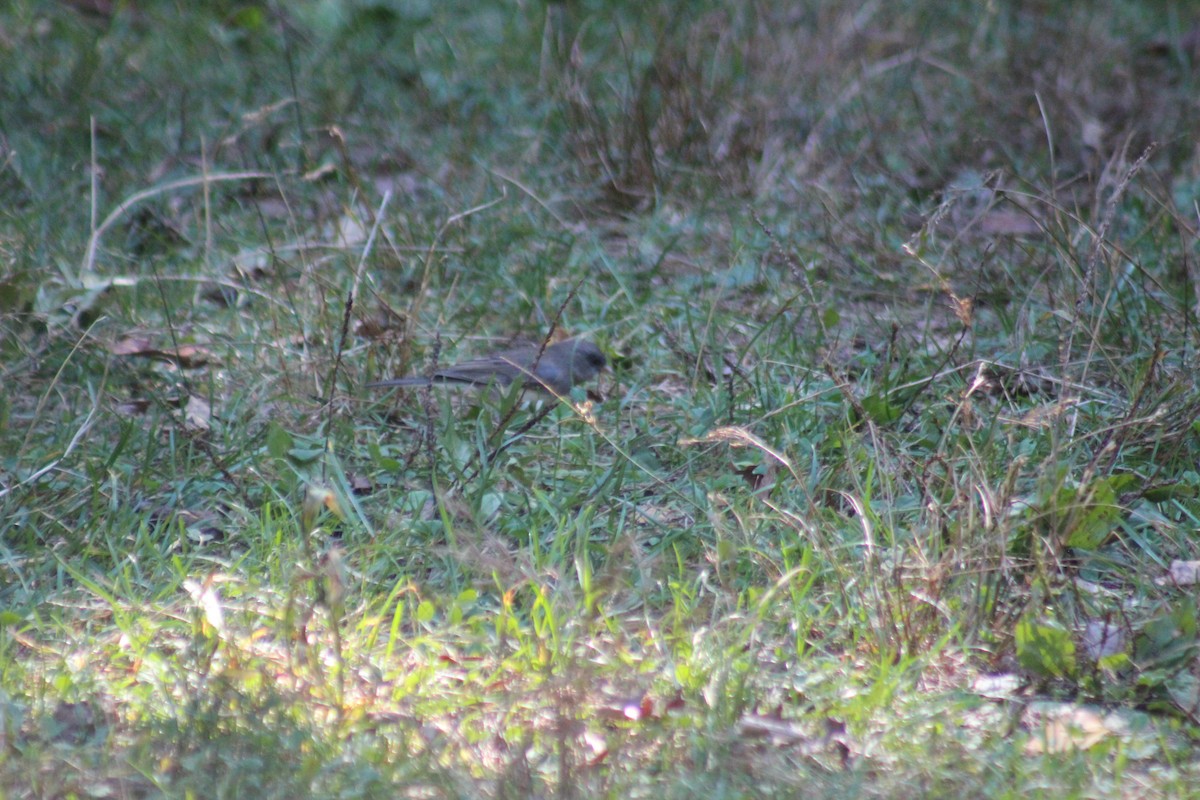 Dark-eyed Junco - ML644346539