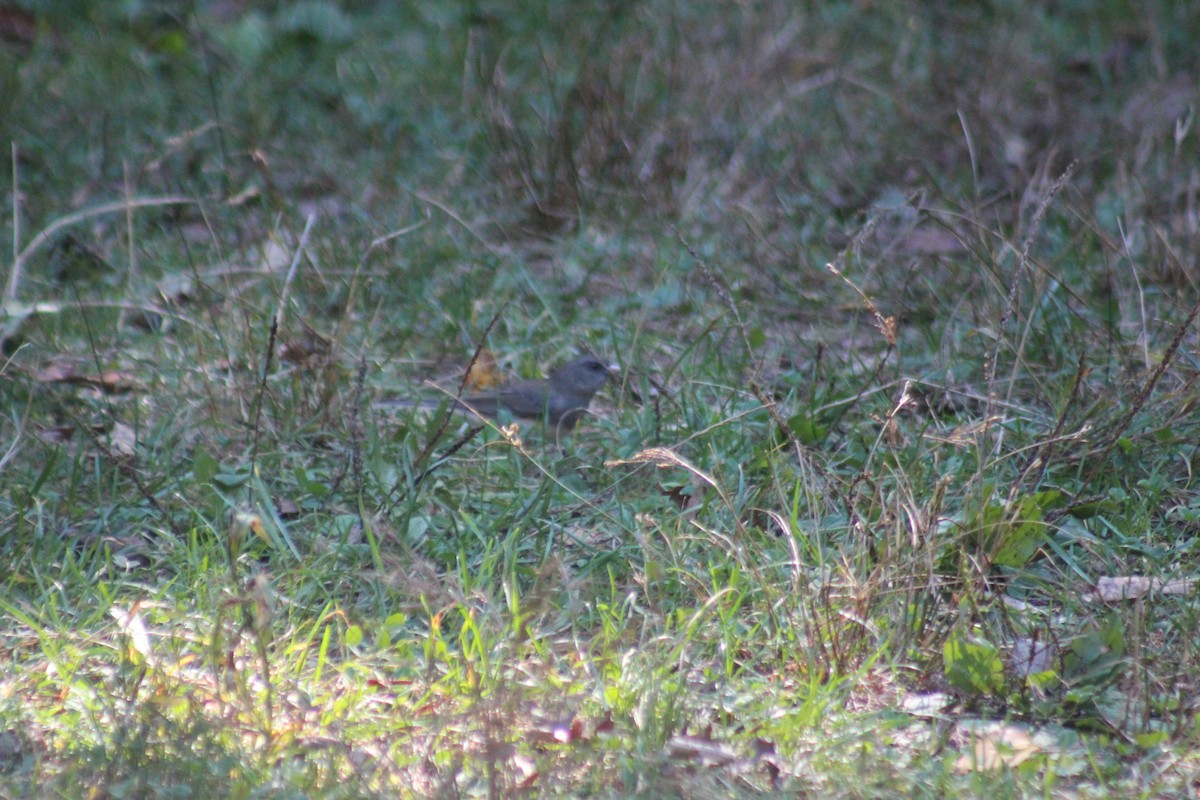Dark-eyed Junco - ML644346549