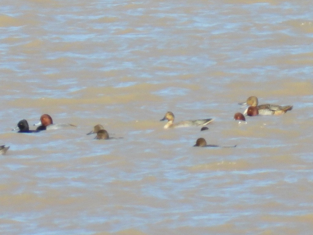 polák americký - ML644346550