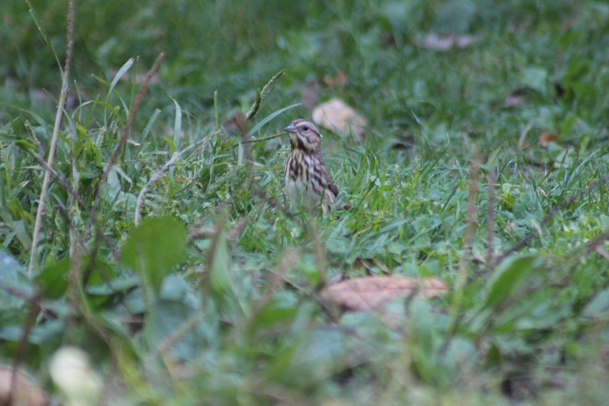 Song Sparrow - ML644346552