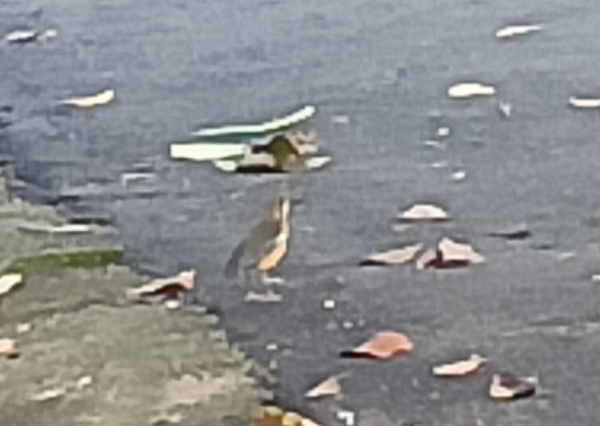 Orange-headed Thrush - ML644346554